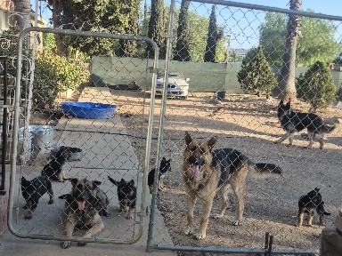 German Shepherd – German shepherds puppies – Nuevo