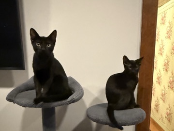Cats in need of new home URGENT – North Plainfield