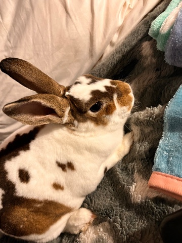 COCO the bunny