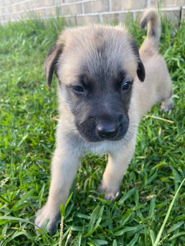 Belgian Shepherd Dog (Malinois) – Chase