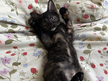 Rehoming Bomi – Fort Smith