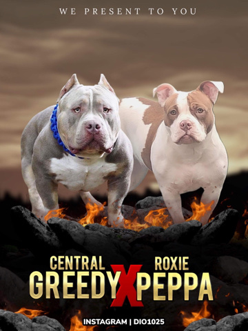 American Bulldog – Pocket Bully Pups ABKC