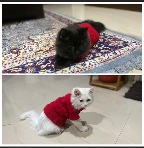 Persian (Modern) – Persian cat pair for sale