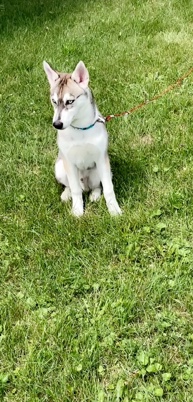 Rambo needs new home