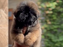 Shih Tzu – shitzu female – Ludhiana