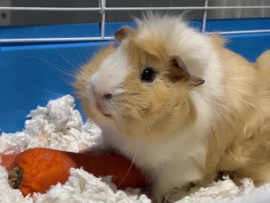 in door pet in Inman sc