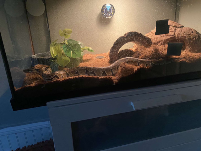 Python Snake