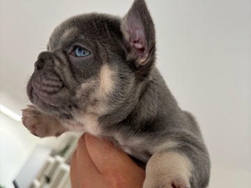 French Bulldog – Next Level FRENCHIEZ – Pevensey