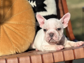 French Bulldog – Psalm