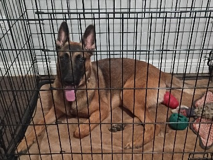 Belgian Shepherd Dog (Malinois) – Belgian malinois – Menifee