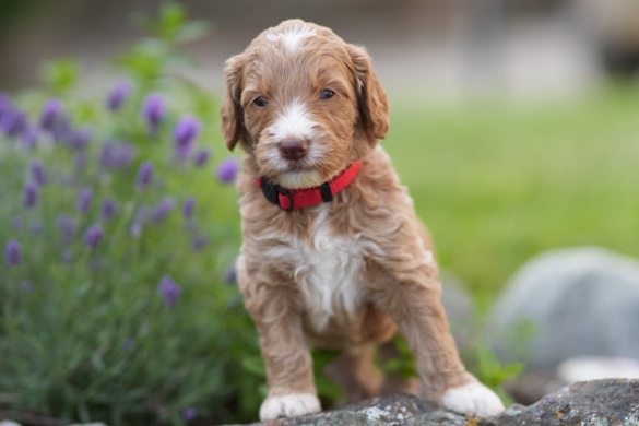 Poodle – Golden Doodles