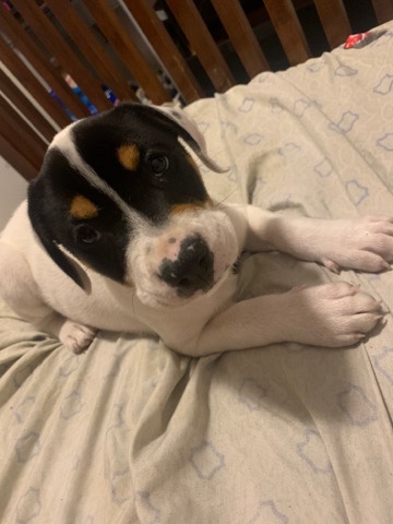 pit bull mix with a laborer
