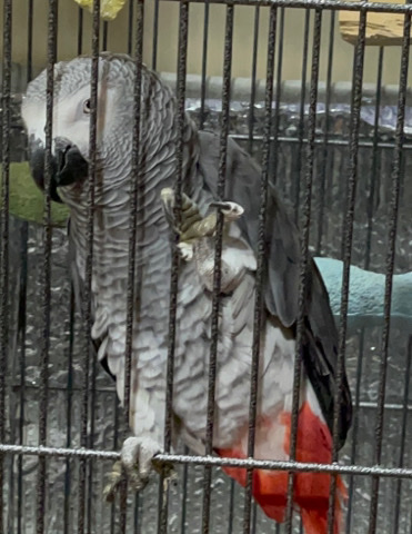 African grey 