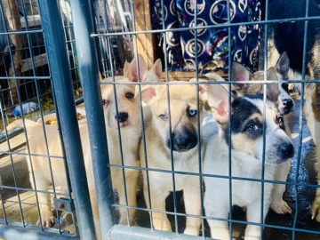 German Shepherd - Husky German puppies (males) available for adoption in Los Angeles