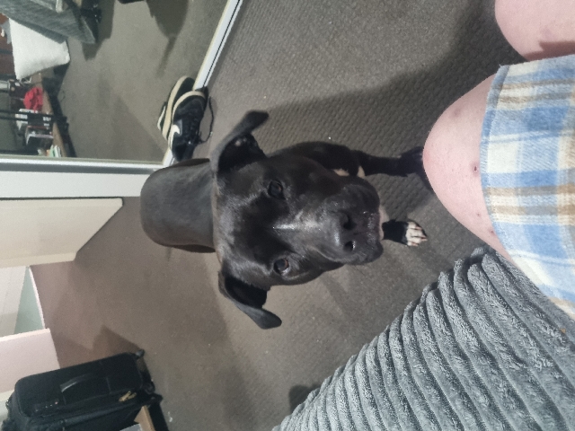 American Staffordshire Terrier – beautiful girl, kellar for sale