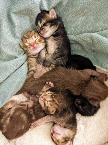 Hubrid Kittens need homes