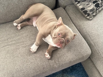 Bulldog – French Bulldog Micro – Playa Palma Occidental
