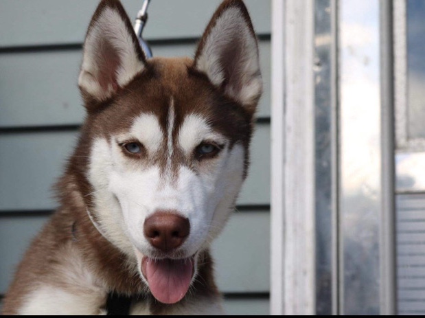 Siberian Husky – Siberian husky for rehoming. Massachusetts – Greenwood Village