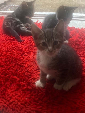 lovely cat