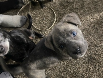 Cane Corso – serious inquiries only – Moreno Valley