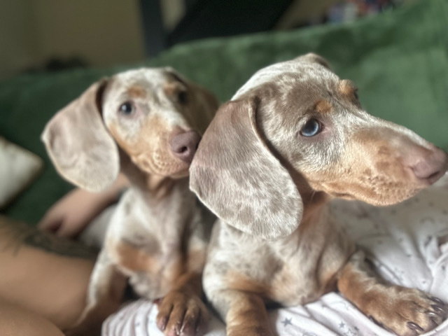 Dachshund – dachshunds