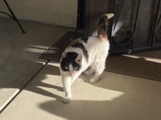 Senior Calico needing a home – Bakersfield
