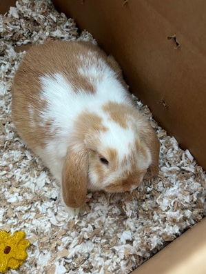 Mini Lop – Clyde the bunny