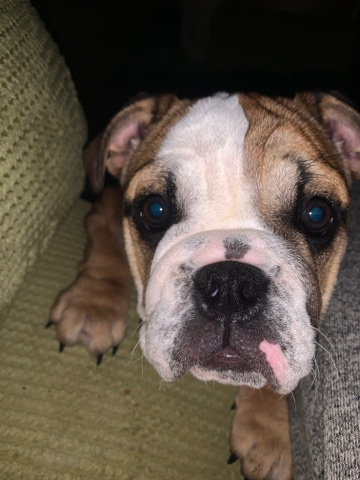 3 month old female kc bulldog