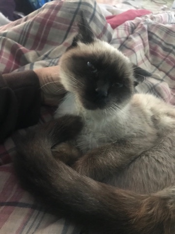 Siamese – Siamese cats