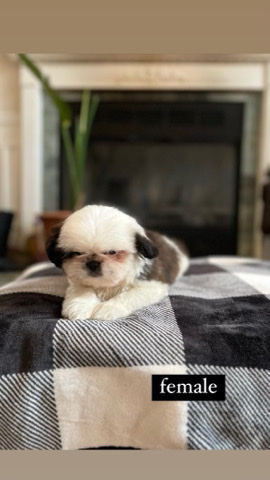 Shih Tzu – puppie!