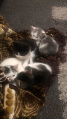 Japanese Bobtail – Black and white stunning kitten!