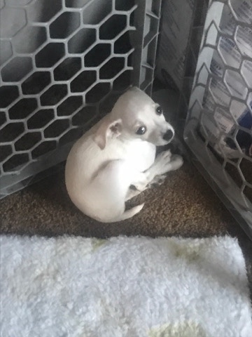 Chihuahua – chihuahua