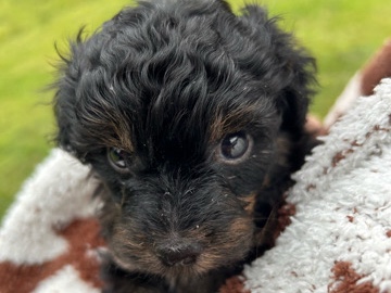Yorkie Poo – Toast – Vernon Rockville
