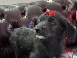 Poodle – no name mix – Las Vegas