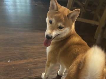 Shiba Inu – Pedigree Shiba Inu for Sale – 2 Years Old in Dover – Dover