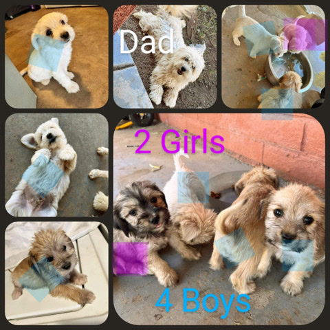 Shih Tzu – shih tzu and poddle puppies