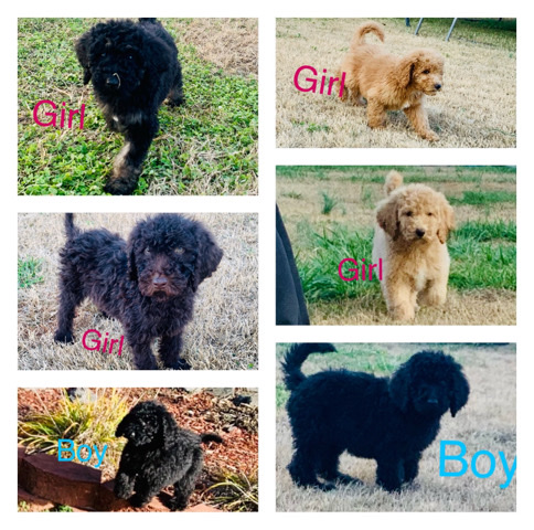 CKC F1B GoldenDoodles