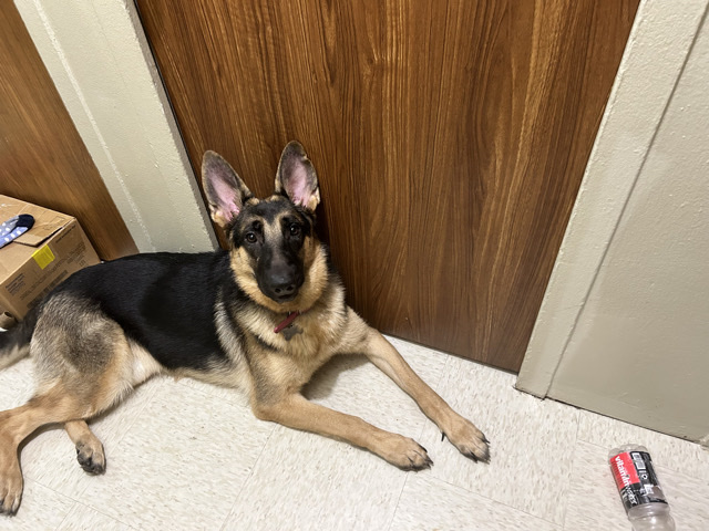 German Shepherd – Pure Breed German Shepherd