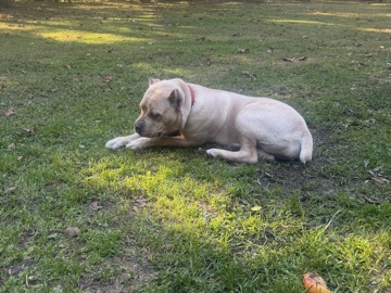 Cane Corso – cane corso female – West Springfield