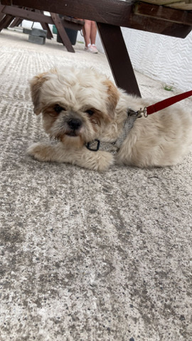 Shih Tzu – Urgent