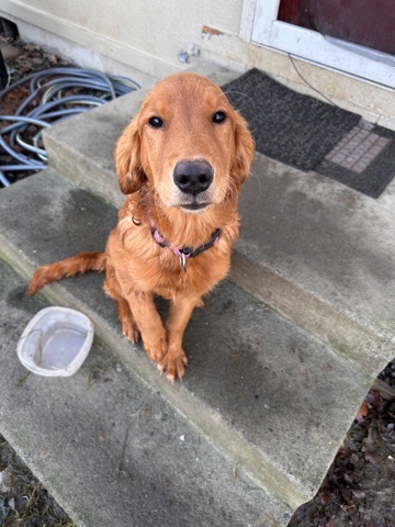 Golden Retriever – golden retriever- Lucy