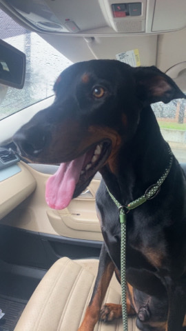 Doberman Pinscher – New Home for Doberman