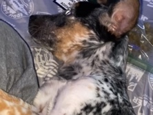 Australian Shepherd – Australian Shepherd  Puppy – Apple Valley