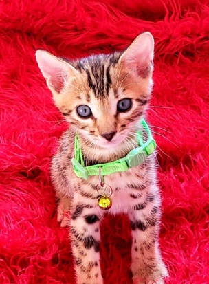 F4 Savvanah kittens 🐾 