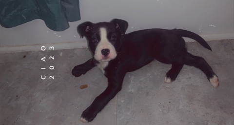 American Pit Bull Terrier – Pit/Husky