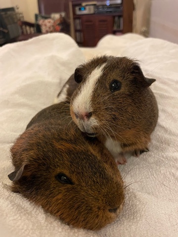 Any – two adult male trained guinea pigs