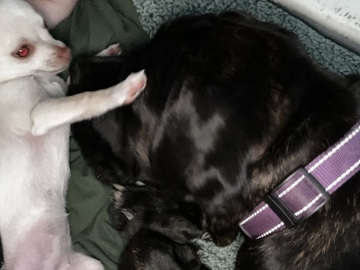 Cane Corso – Storm/Stormy (pure bred Cane Corso) – St Neots