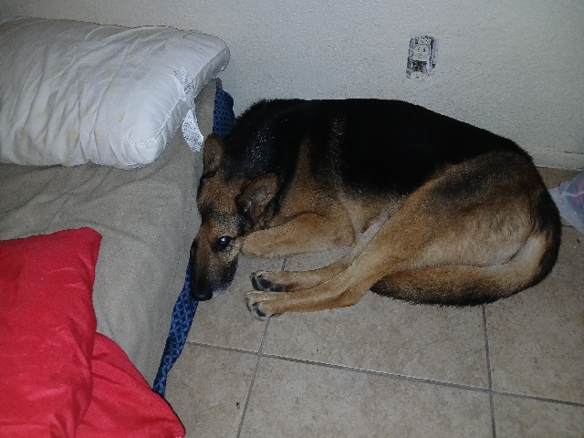 German Shepherd – rehoming – San Antonio
