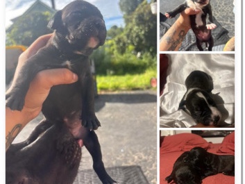 American Pit Bull Terrier – pitbull puppies – Waterbury