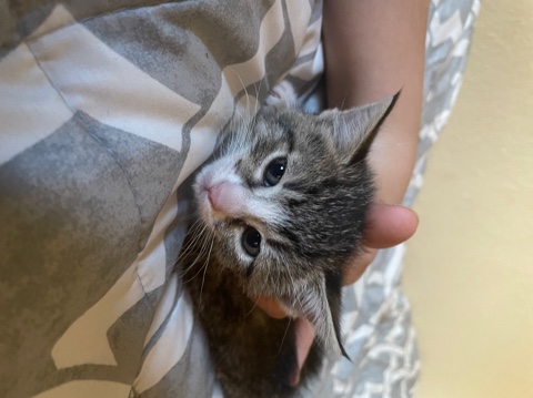 kitten